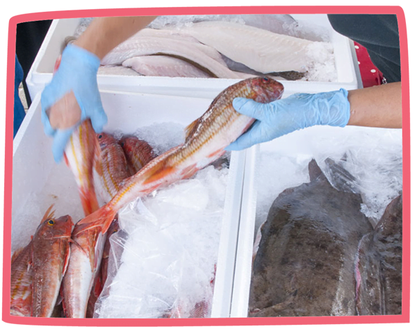 Photo of fish in several ice boxes at a fish market in Cornwall.