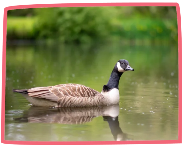 Goose swimming in a lake at Bosinver