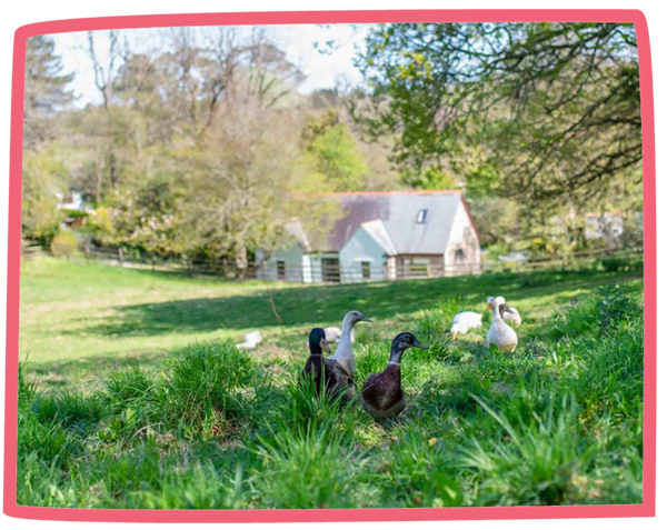 Five ducks exploring a field at Bosinver, with a cottage in the background.