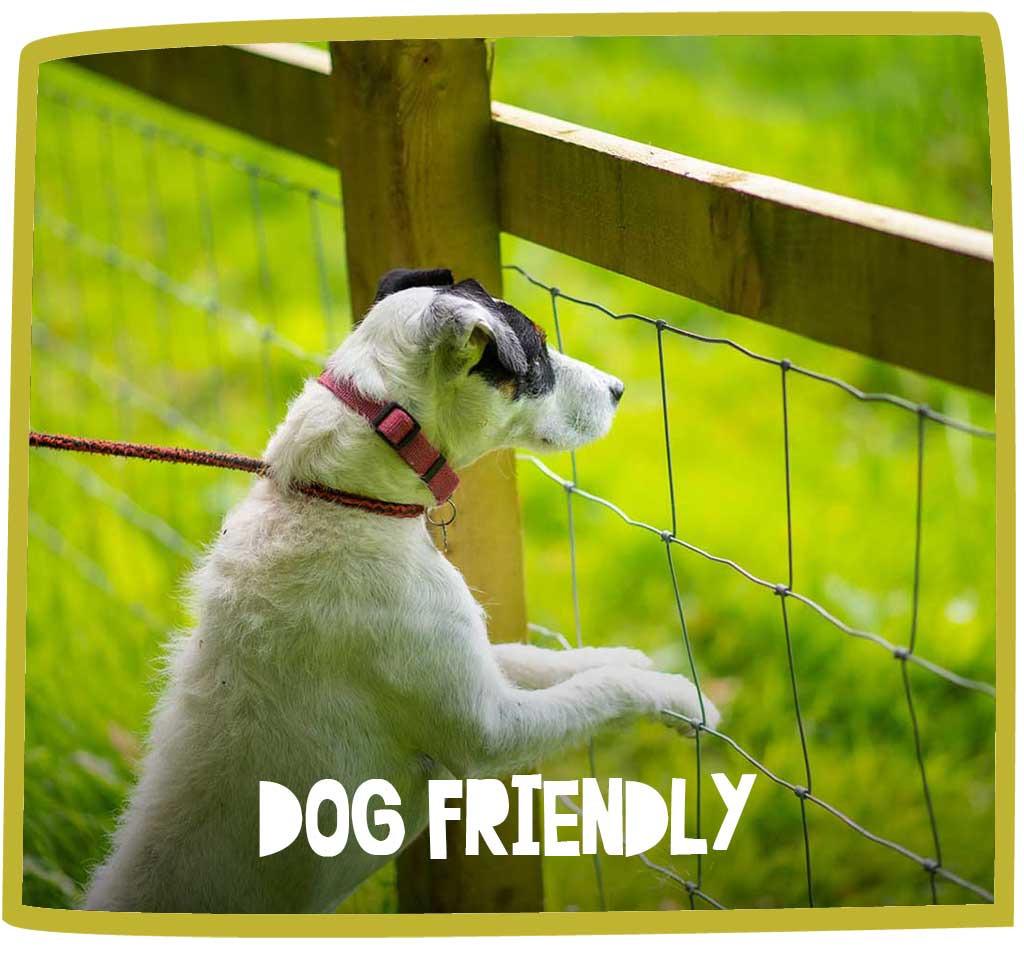 Small dog peering through a fence at Bosinver.