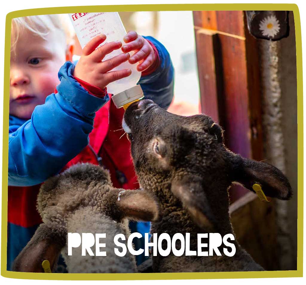Toddler helping lambs drink from a milk bottle.