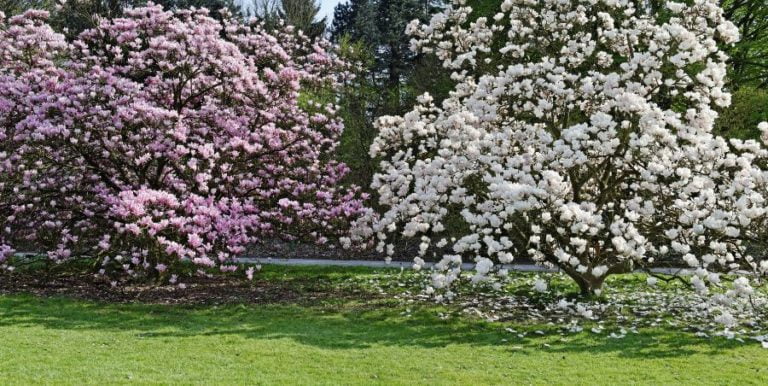 Two large white and pink magnolia trees in full bloom