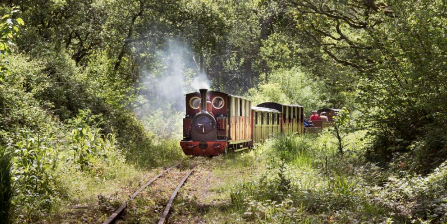 Steam train travelling through tress and woodland.
