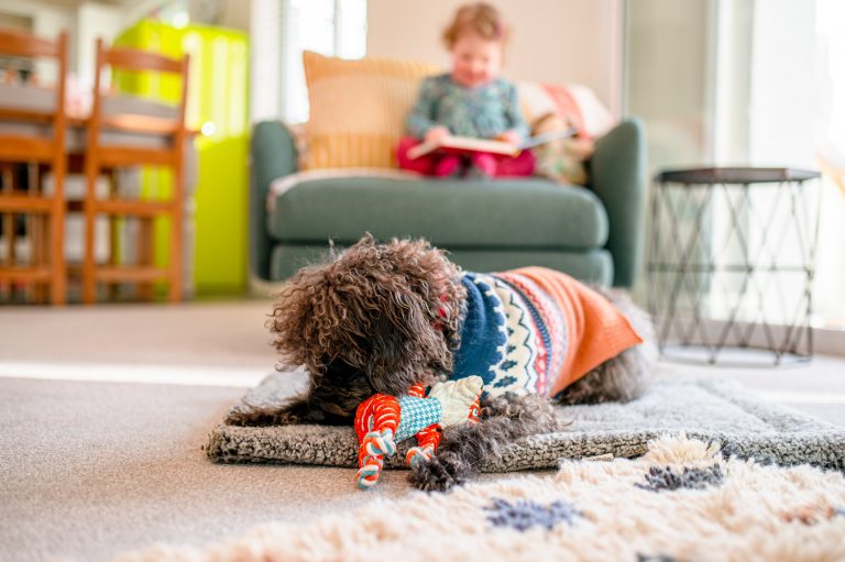 Dog laying on a living room floor on a rug playing with a colourful dog toy. There is a small child on an arm chair in the background