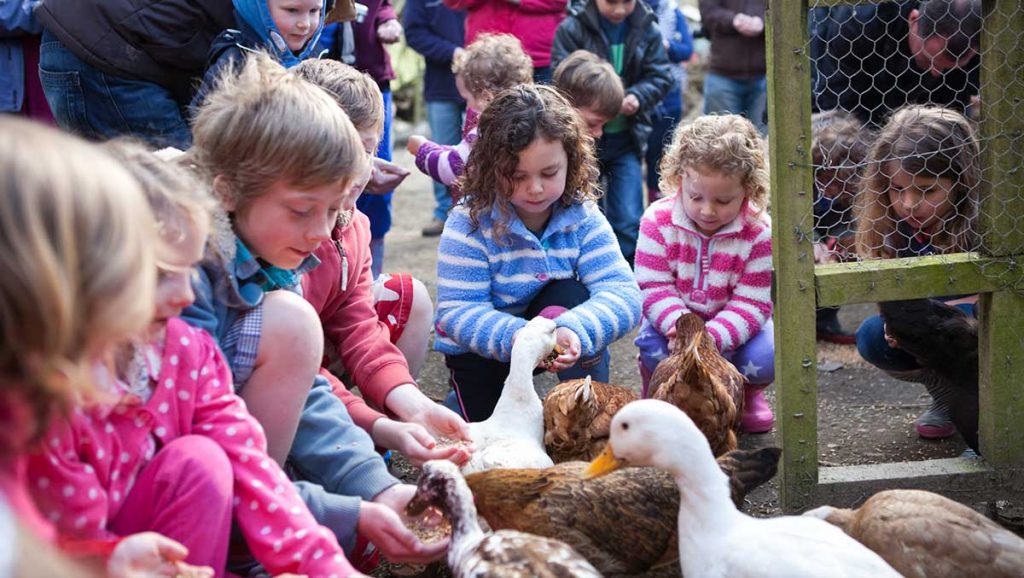 children enjoying feeding the chickens at holiday cottages in Cornwall