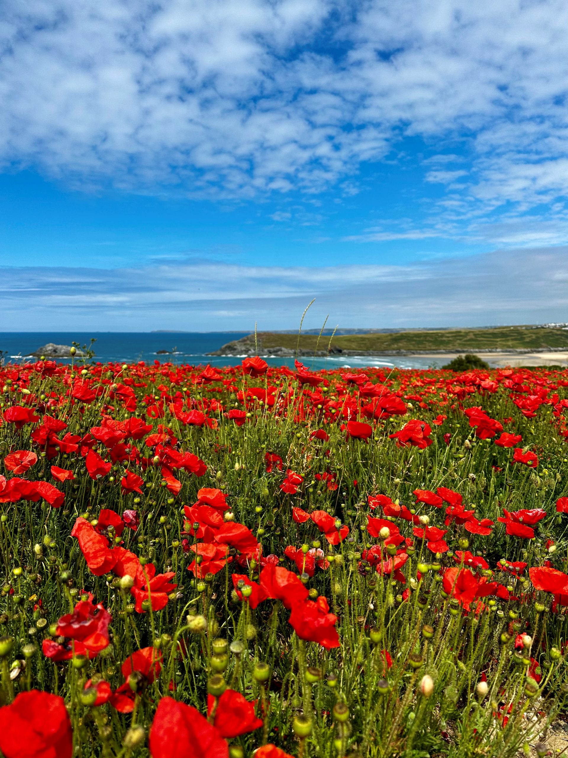 West Pentire Poppies