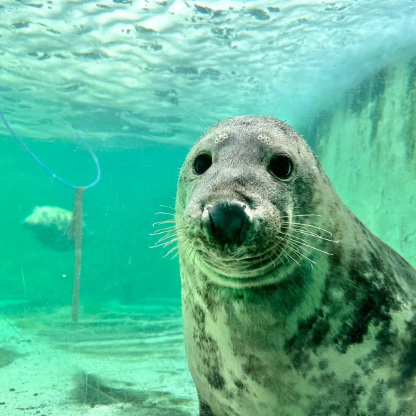 Gweek Seal Sanctuary