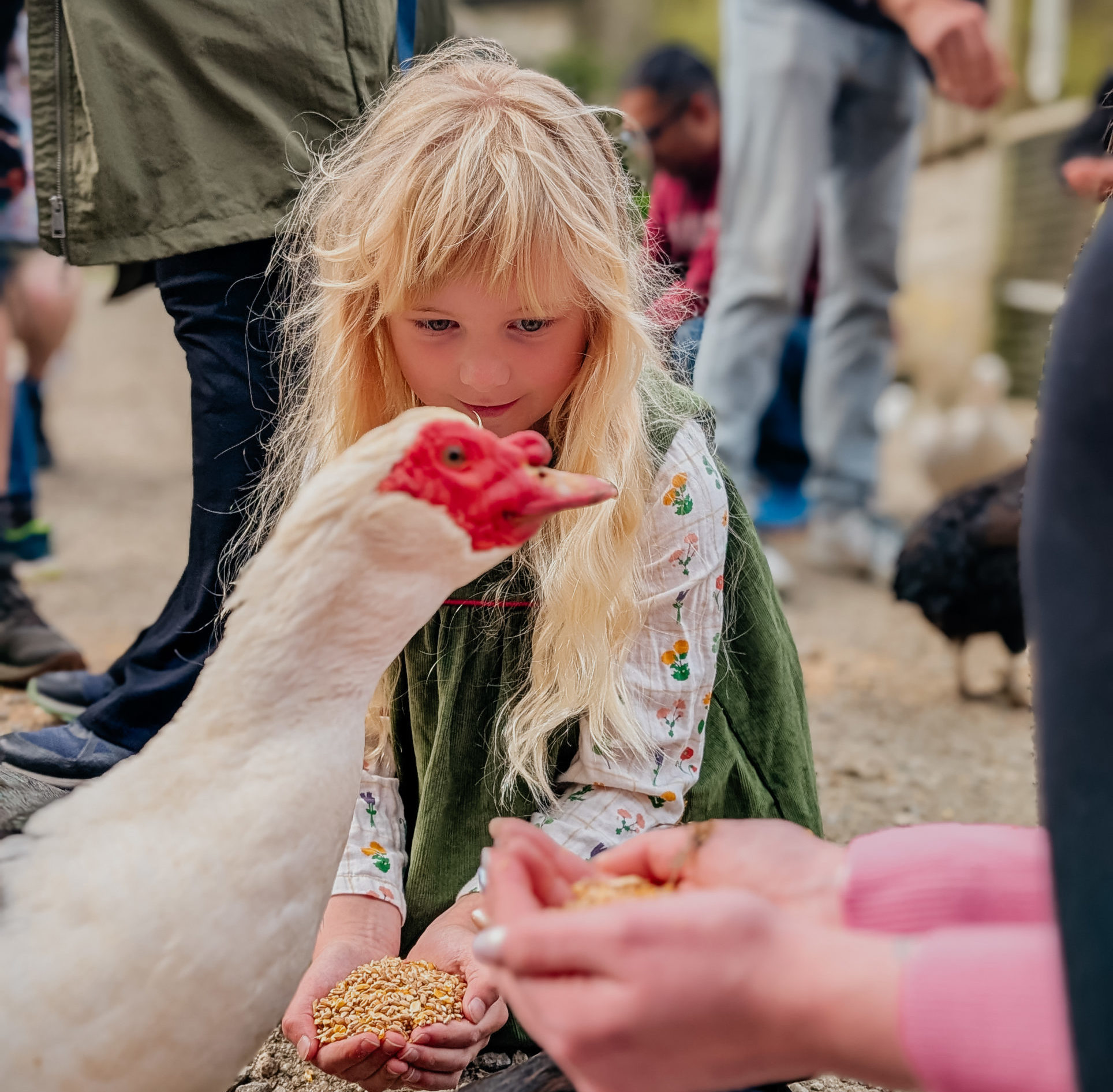 Animal feeding
