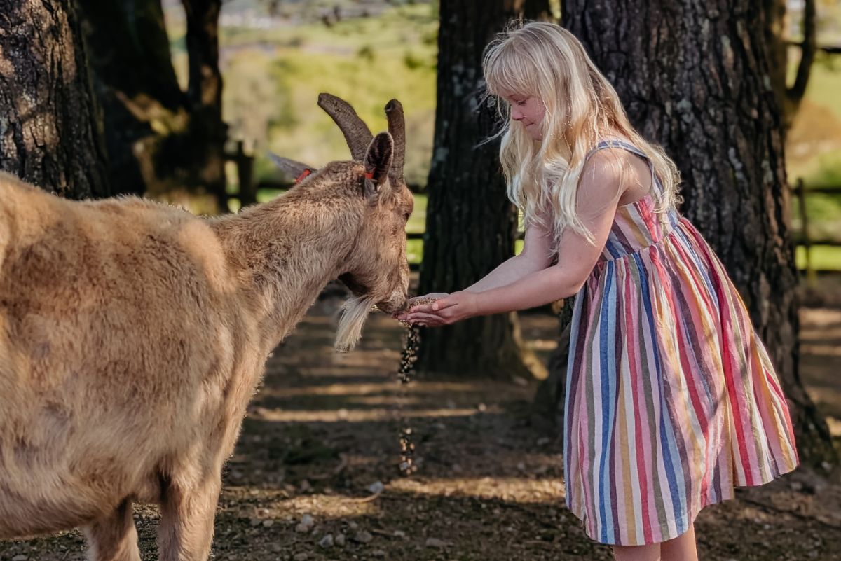 Summer on the farm