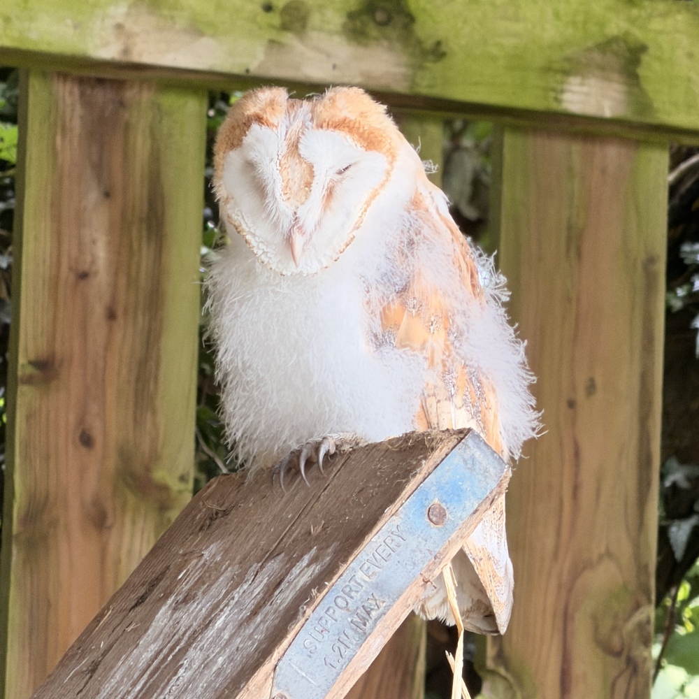 Our baby barn owl!