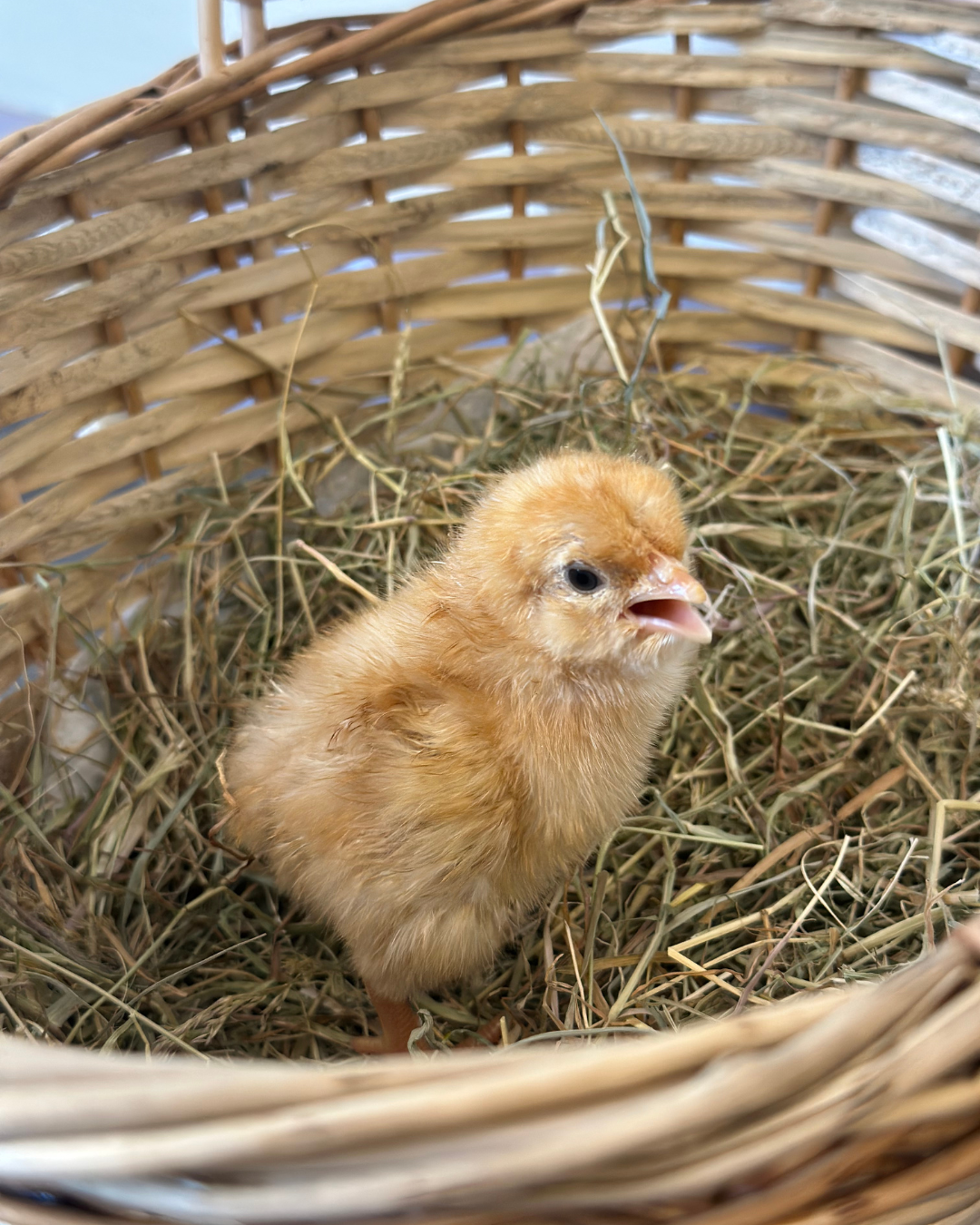 Our new baby chicks