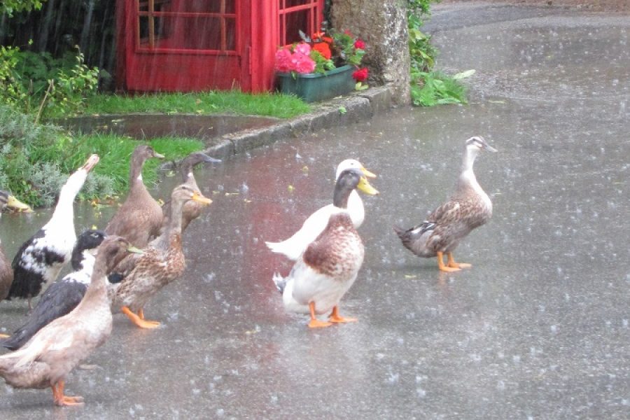 A paddling of ducks in the rain at Bosinver in Cornwall