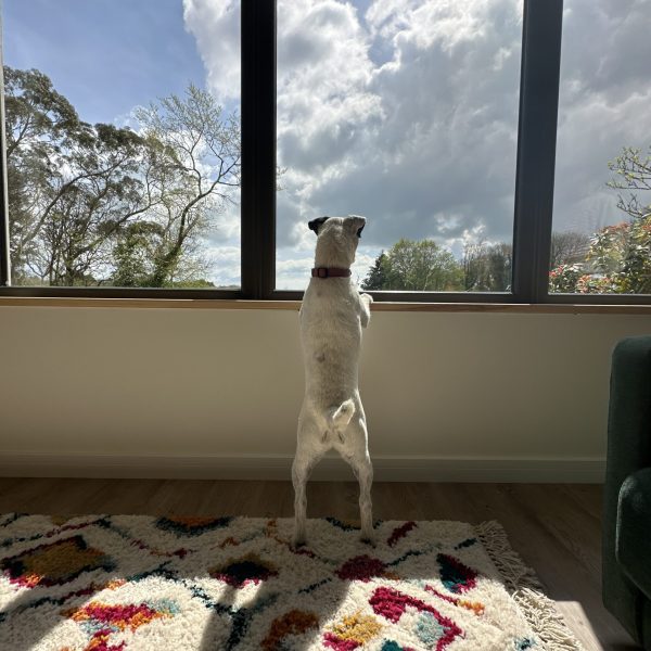 dog